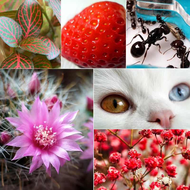 Ulanzi 17mm Macro Lens