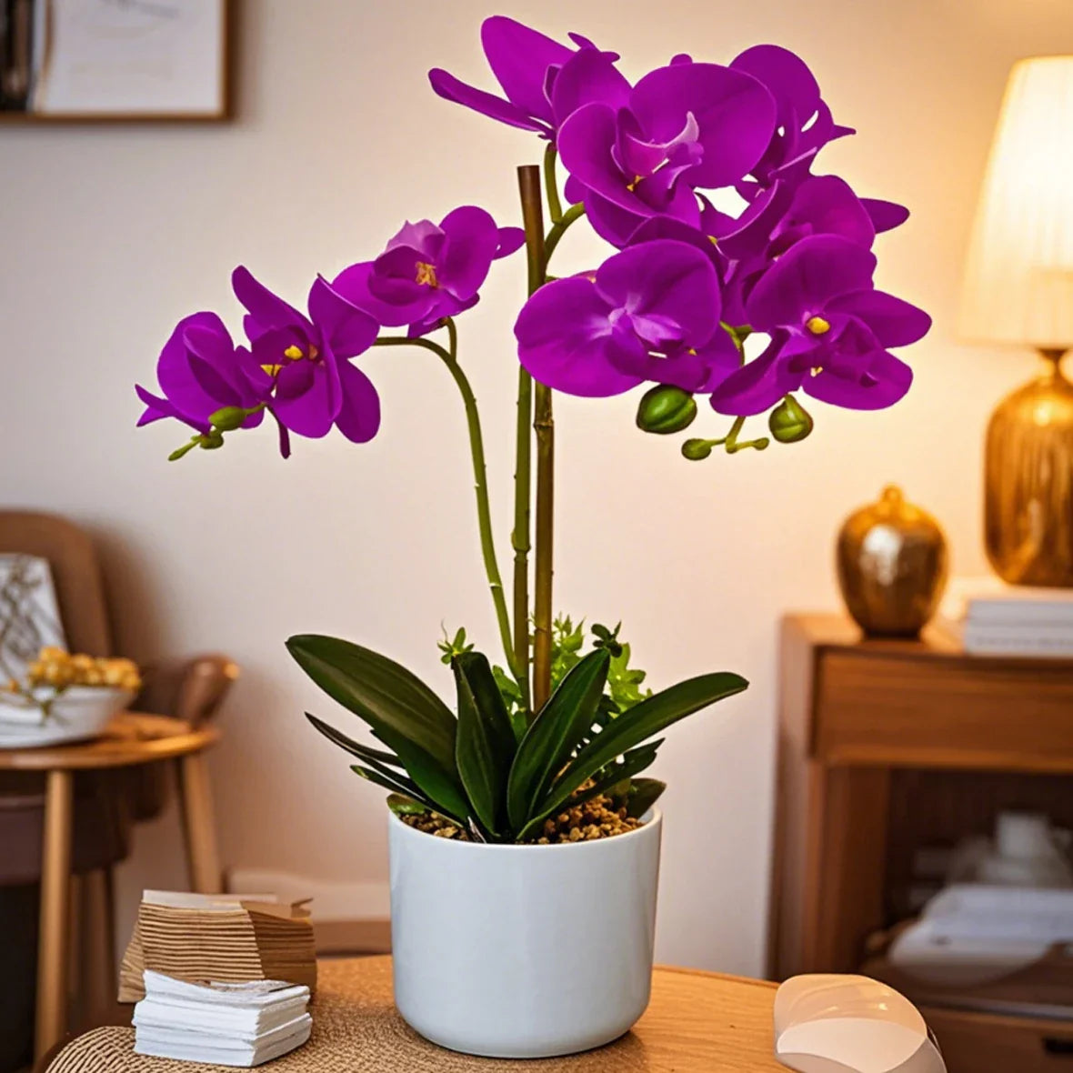 Flower Elegant White Orchid Decor