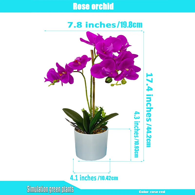 Flower Elegant White Orchid Decor