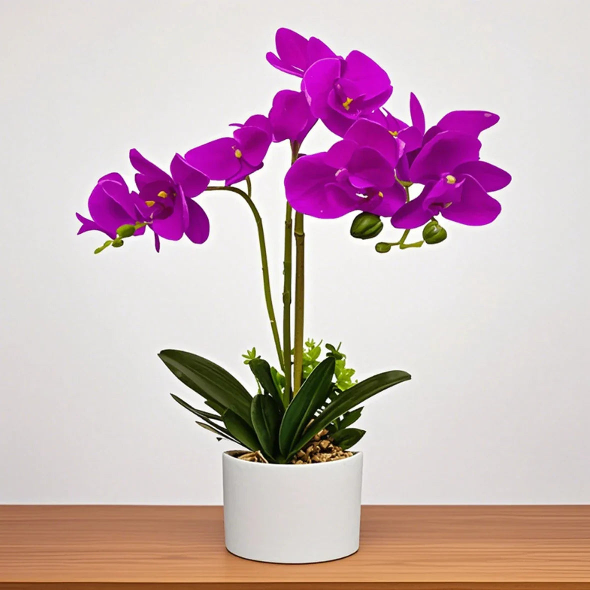 Flower Elegant White Orchid Decor