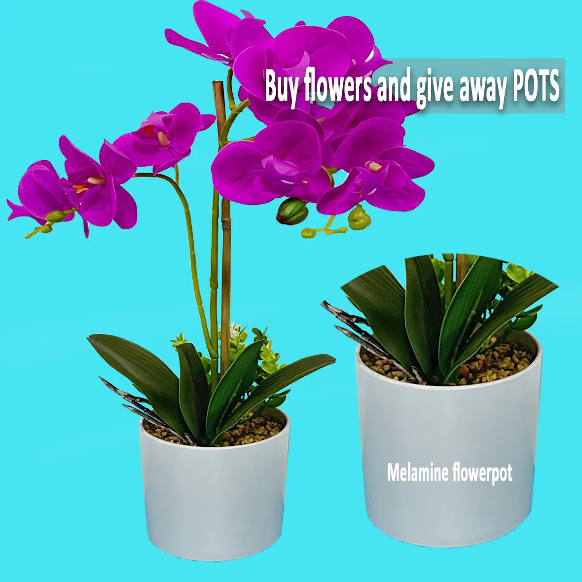 Flower Elegant White Orchid Decor