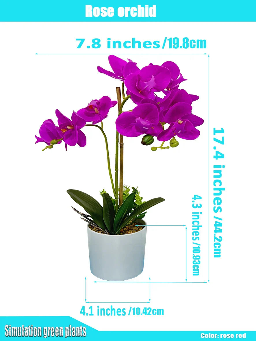 Flower Elegant White Orchid Decor