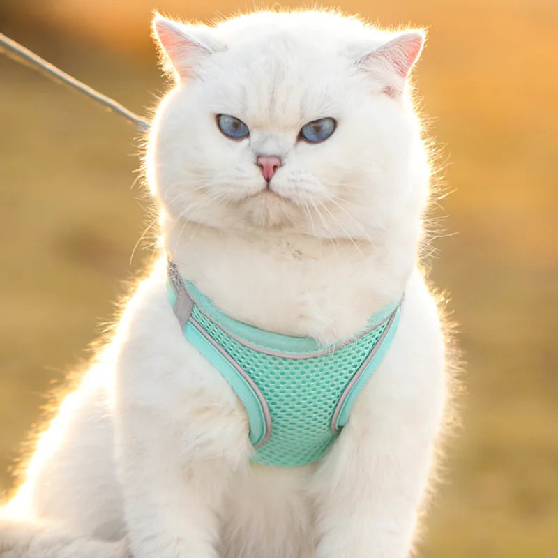 Noctilucent Pet Harness Leash Set
