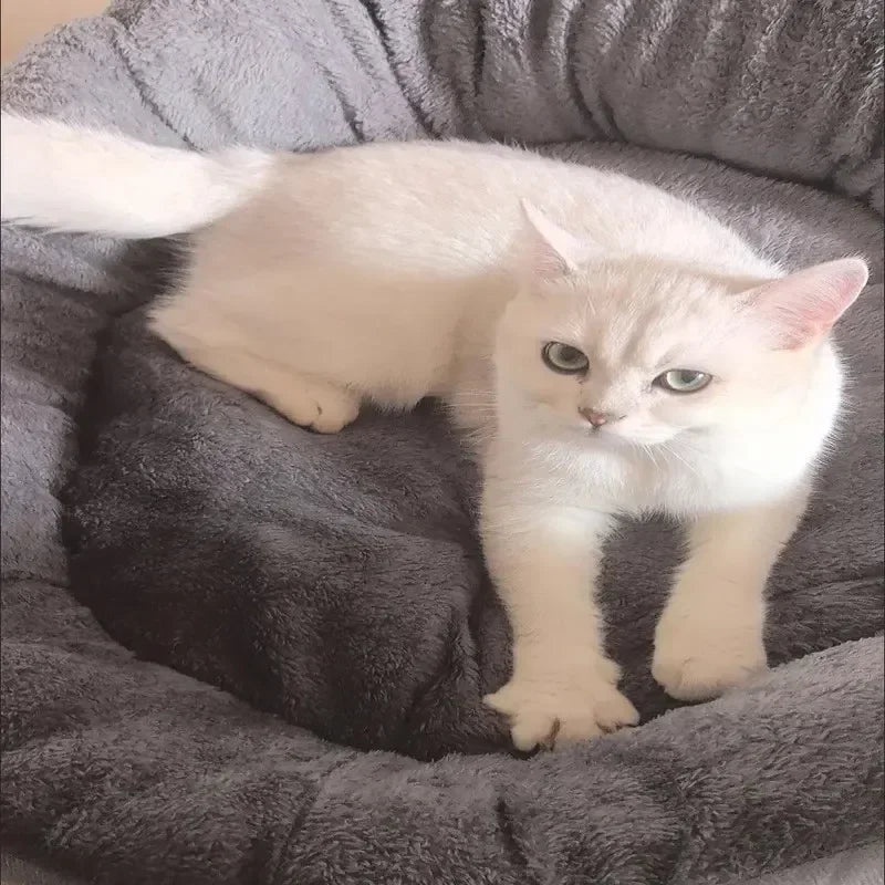 Soft Warm Dog Sofa Bed